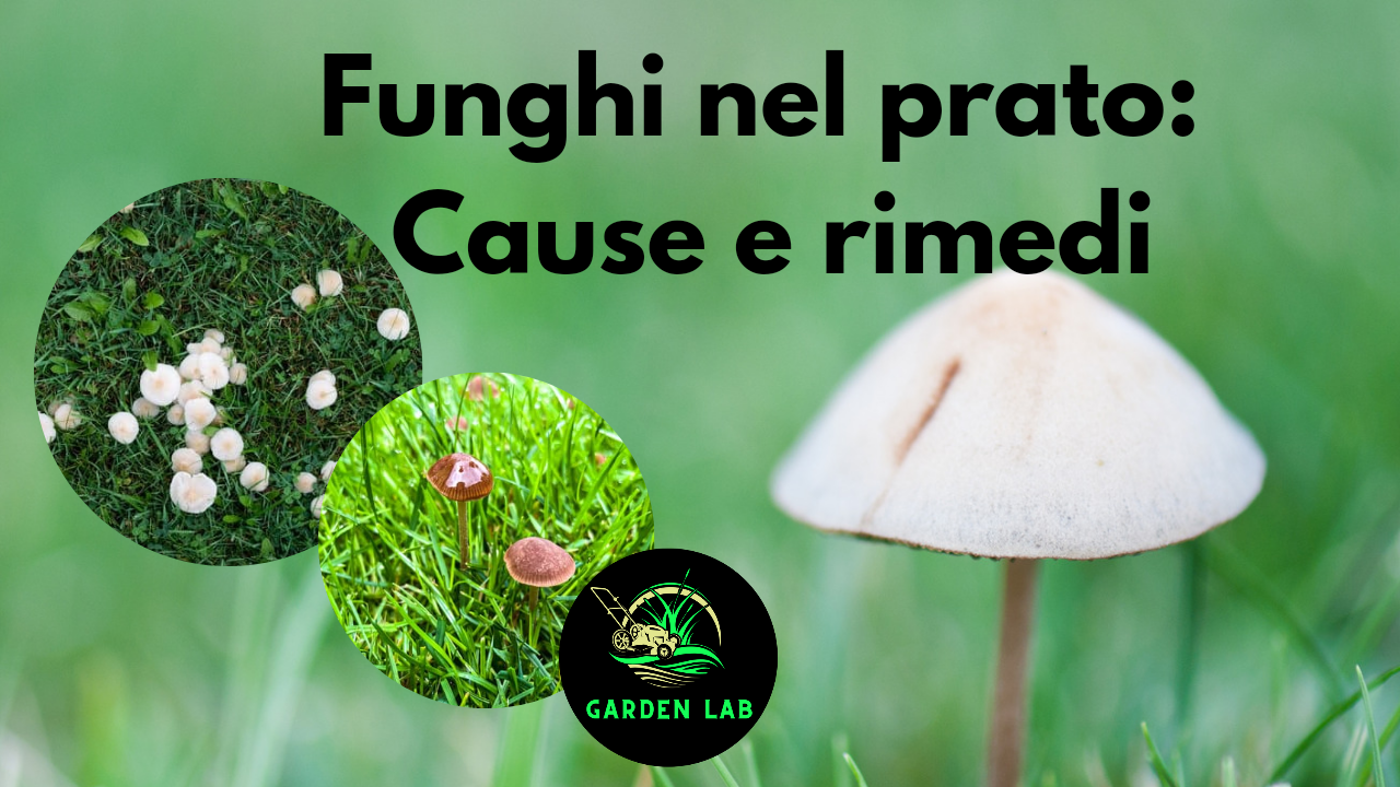 Funghi nel prato cause e rimedi