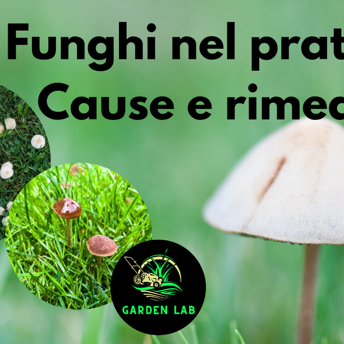 Funghi nel prato cause e rimedi