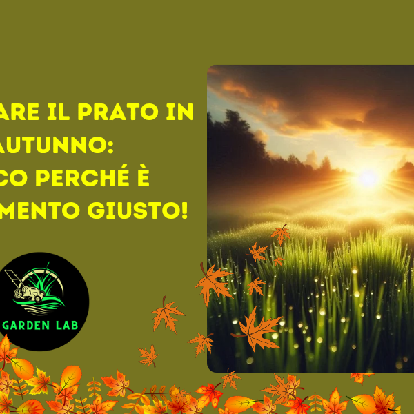 Seminare il prato in autunno: ecco perché è il momento giusto!