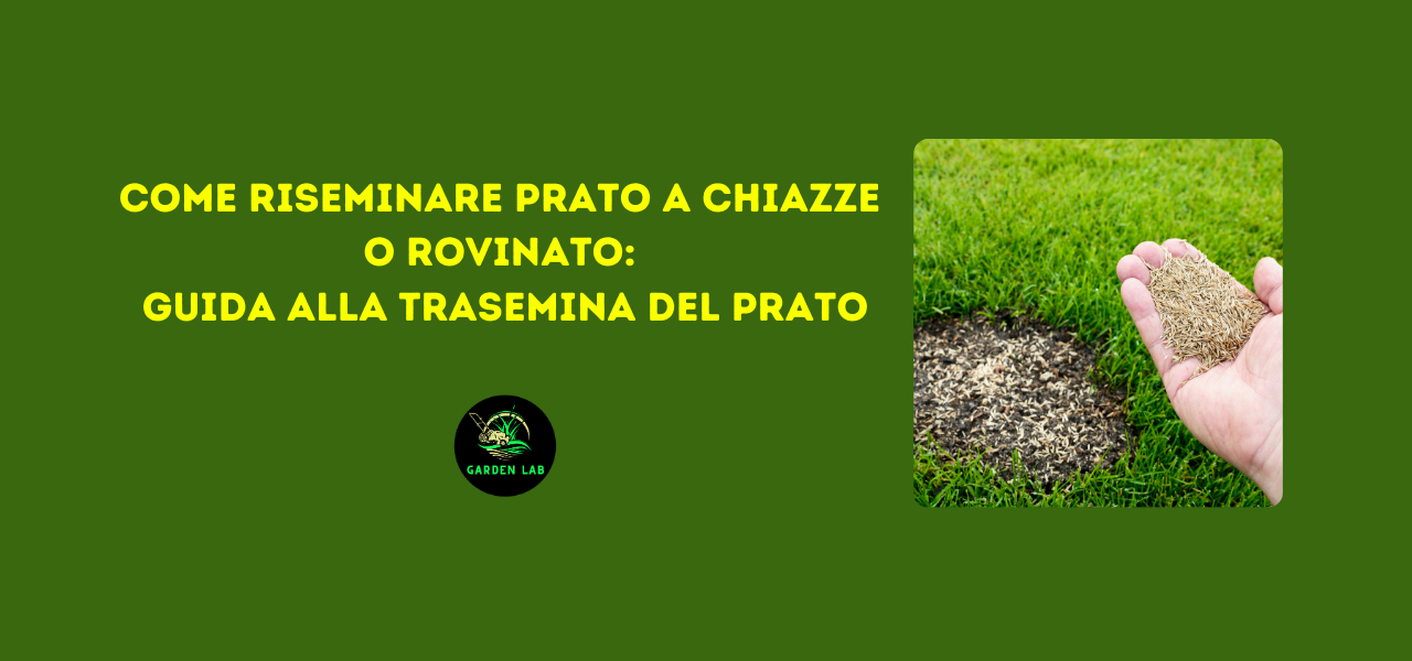 Come riseminare prato a chiazze o rovinato guida alla trasemina del prato