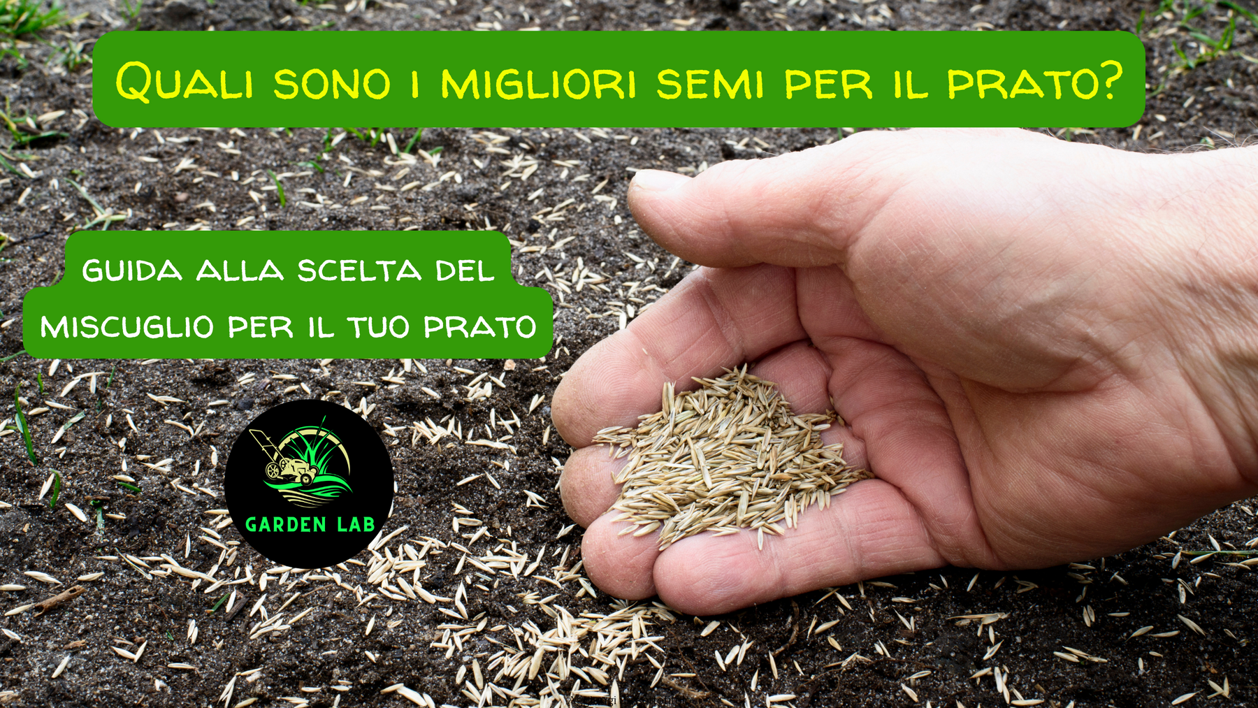 Quali sono i Migliori Semi per il Prato? Guida Completa alla Scelta Perfetta