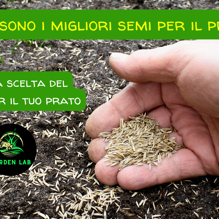 Quali sono i Migliori Semi per il Prato? Guida Completa alla Scelta Perfetta