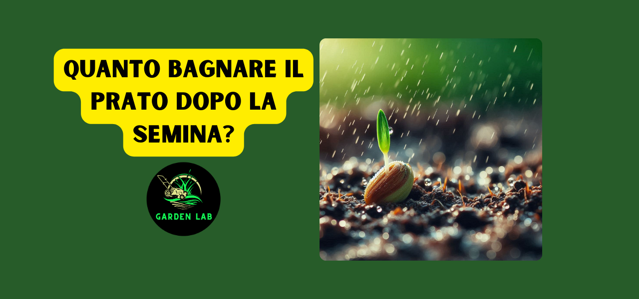 Quanto bagnare il prato dopo la semina?
