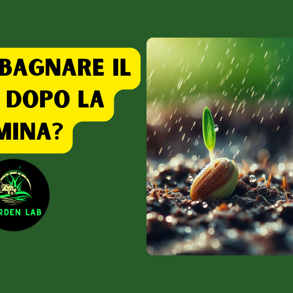 Quanto bagnare il prato dopo la semina?