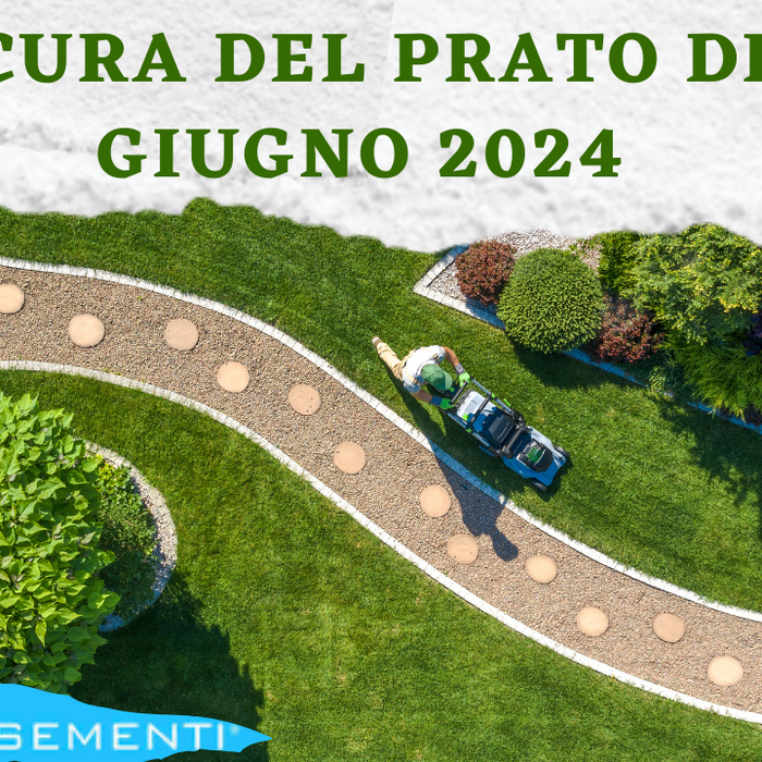 cura del prato di giugno 2024