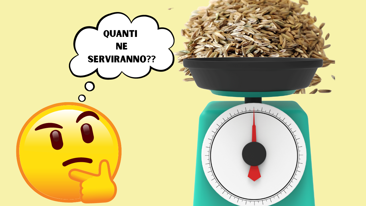 Quanti semi seminare per metro quadrato di prato?